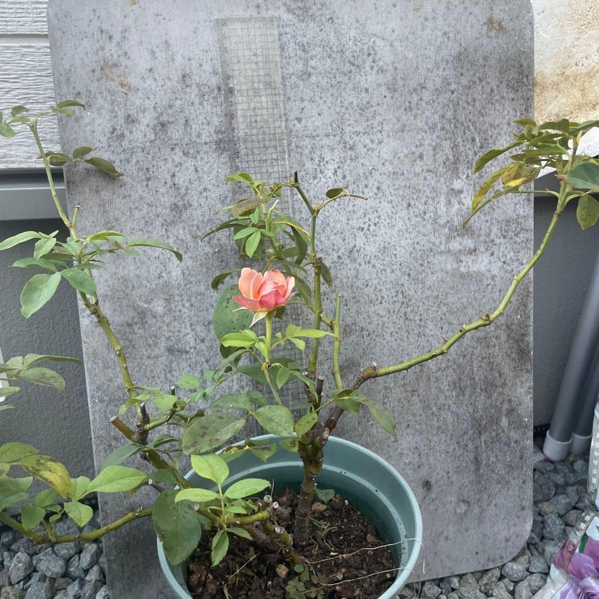 和バラ開花苗 WABARA｜Rose Farm KEIJI – WABARA online store 和薔薇