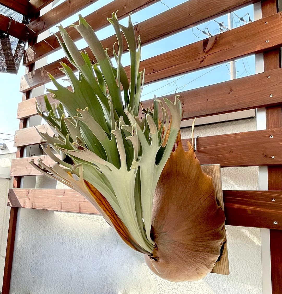 Amazon.co.jp: frog_yamato【vellii ベリー】hillii has × veichii