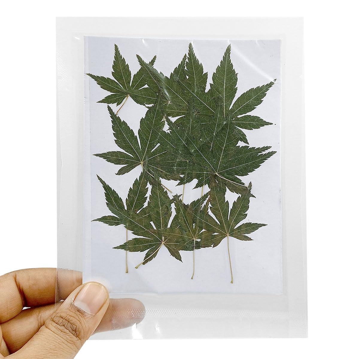 YellowCult Natural Real Dried & Pressed Flowers Sheets for Art Craft - Mixed, Multicolor for Soap, Candle, Journal, DIY, Resin Jewelry, Pendant - [Mapple Leaf-Green]-image-38