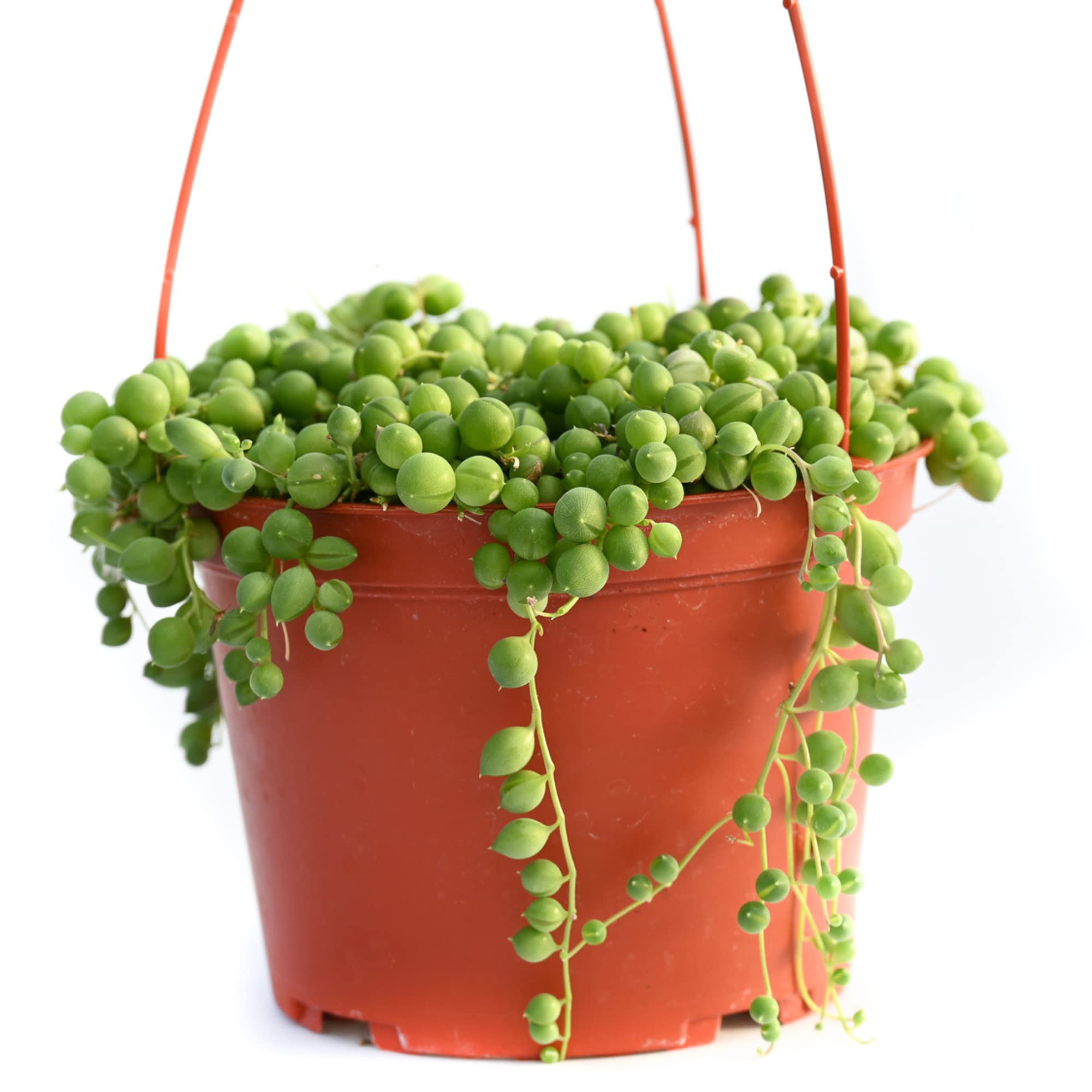 SUCCULENTMARKET 6 Inch Hanging String of Pearls