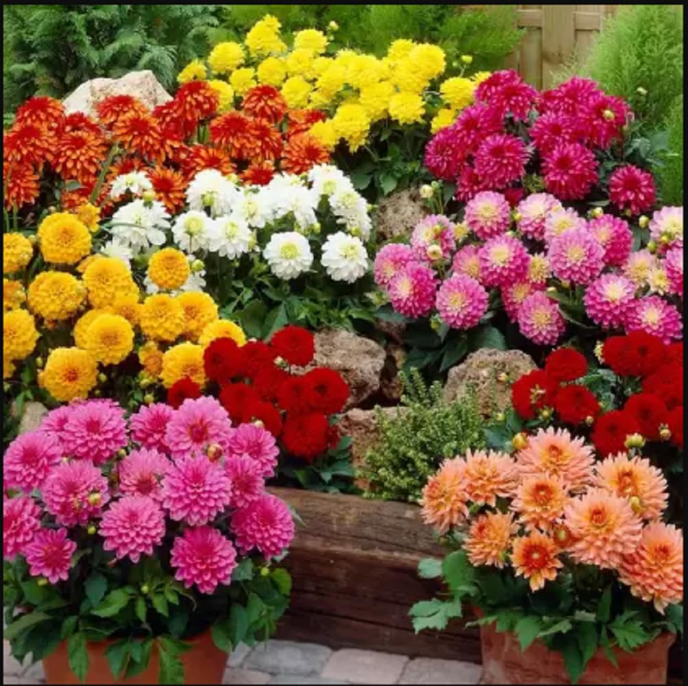 JIGNISHASEEDS Dahlia Multifolra Mix Flower Seeds F1 Hybrid Multiflora Type Seeds For Balcony Gardening Pack Of 20 (B0CJ31W11M) Amazon Price History, Amazon Price Tracker
