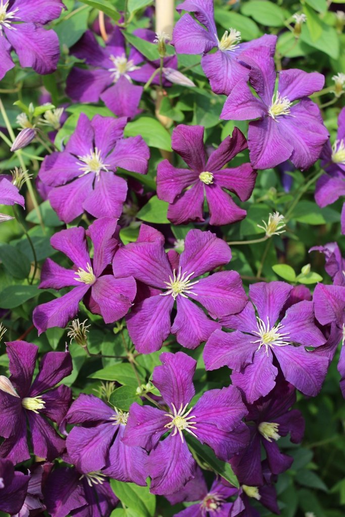Riesenclematis, Clematis Waldreben Kletterpflanzen, Etoile Violette, sehr robust 120-150cm topfgewachsen