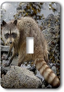 3dRose lsp_226870_1 British Columbia, Portland Island. Raccoon Standing on Rock Toggle Switch, Multicolor