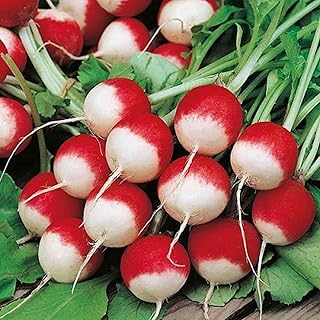 100+ pk Sparkler White Tip Radish Seed, Home Garden, Sprouting Seeds