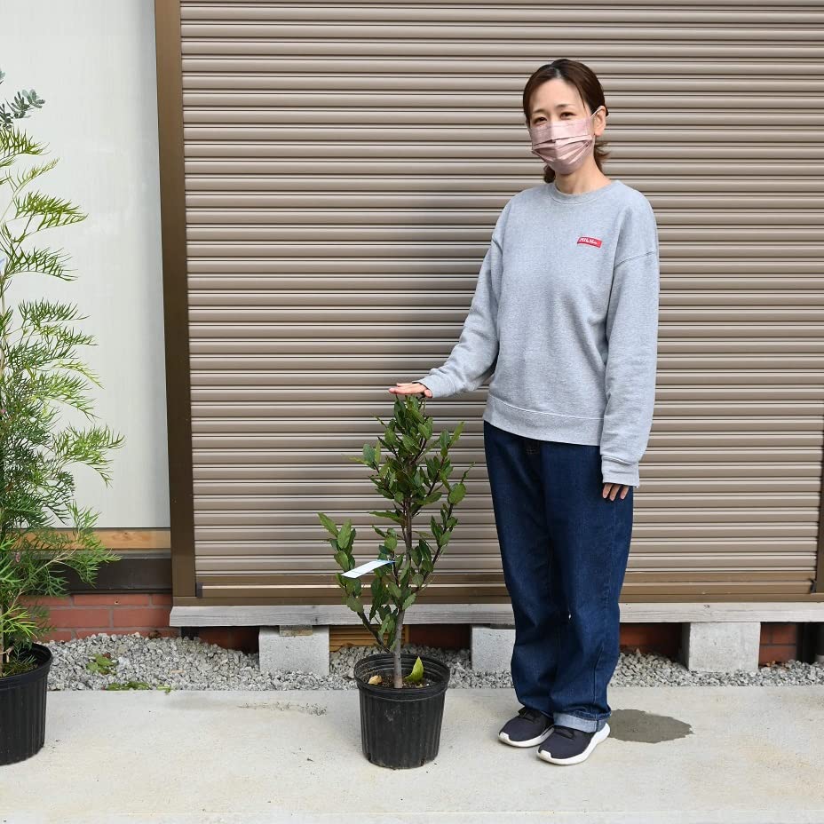 Amazon.co.jp: 月桂樹苗 ゲッケイジュ苗 ローリエ : DIY・工具