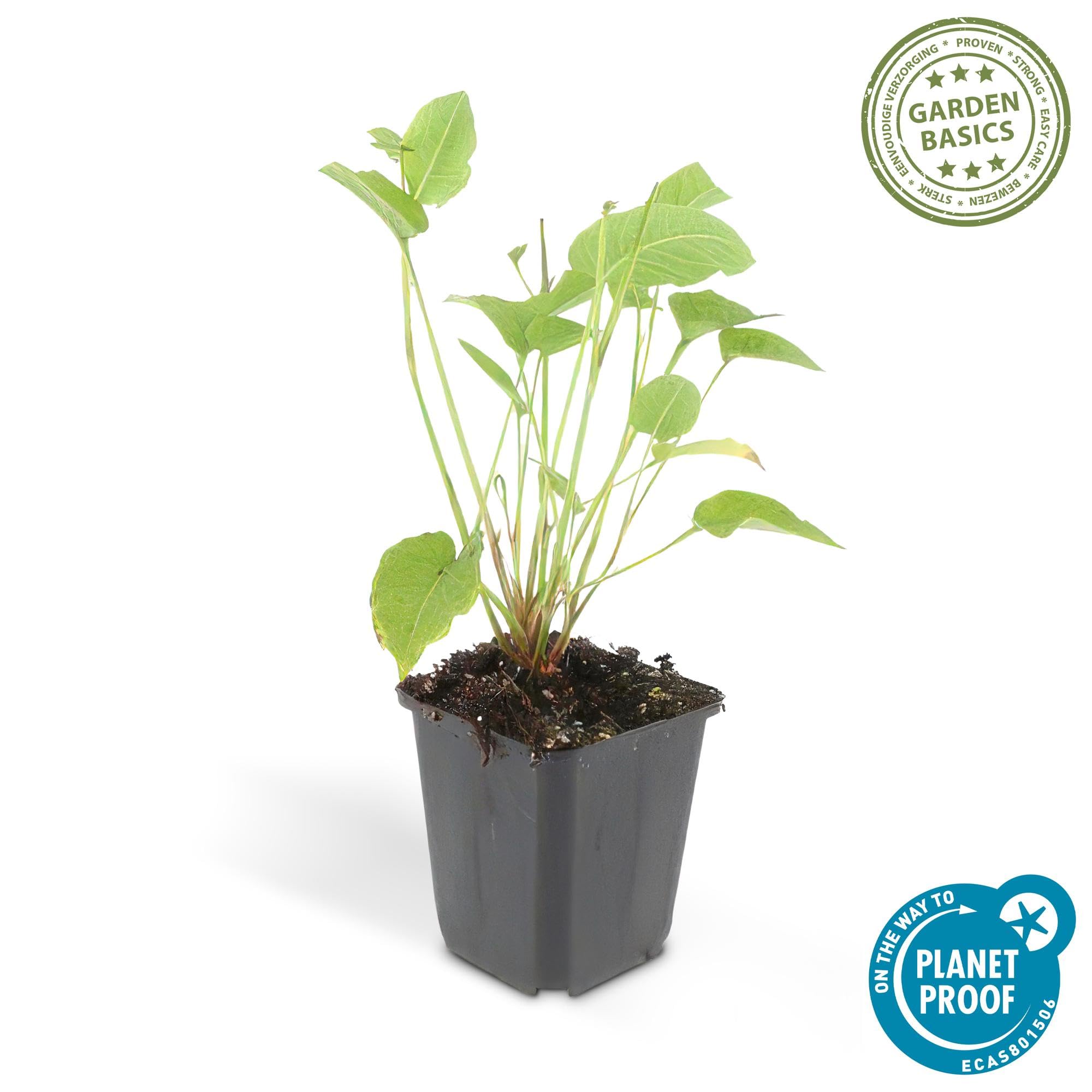 Persicaria Amplexicaulis para Jardín, Flores Rojas, Pack de 12, Maceta 9cm