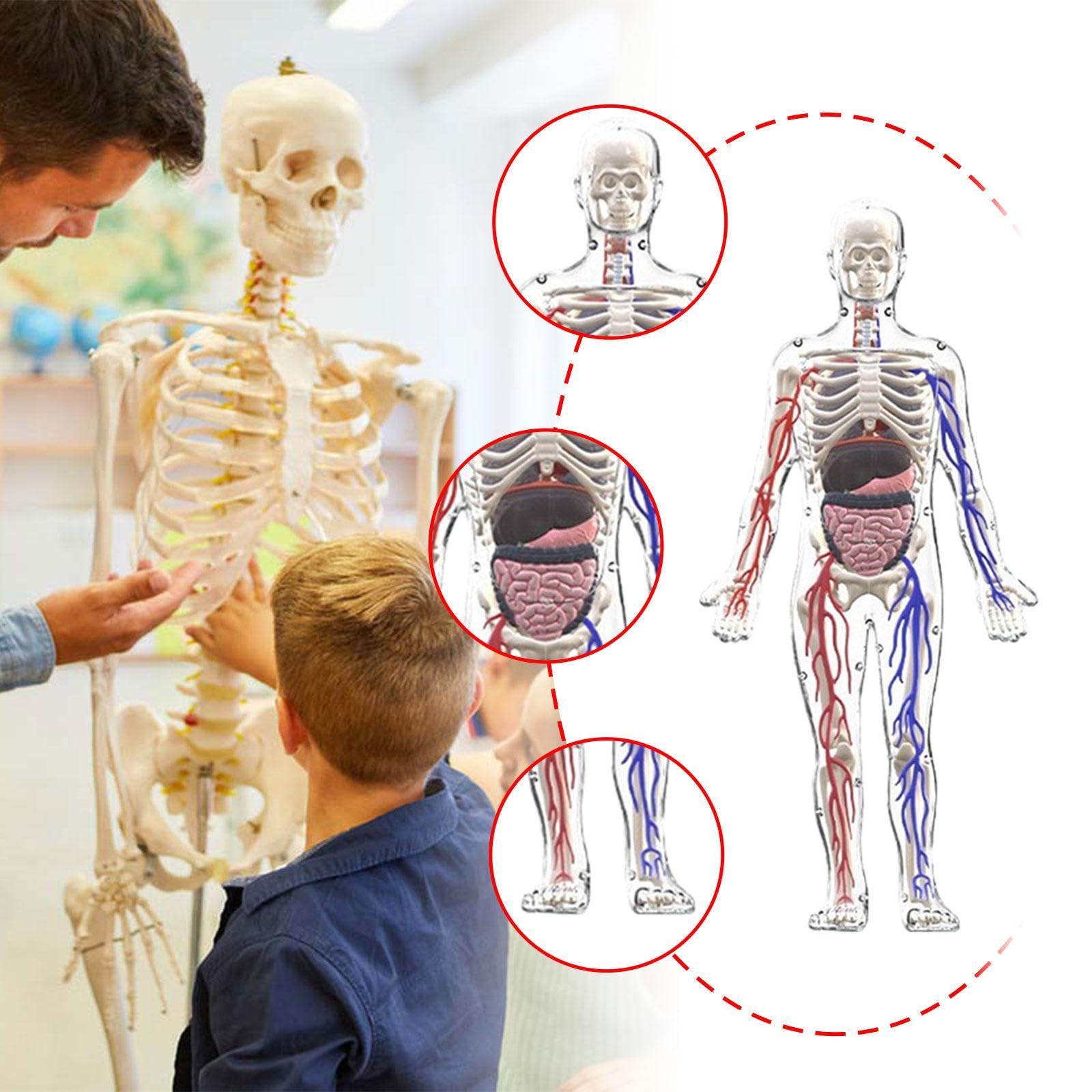 MagiDeal Kits de Modelos de Esqueleto del Cuerpo Humano, Herramientas de Estudio, ensamblaje, Kit científico Interactivo, Modelo de anatomía para niños de 8