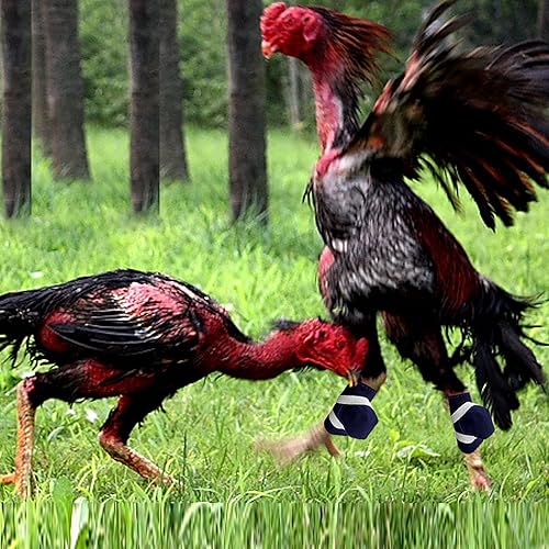 Miniatura 2 de Arlina Arilaca Gamefowl - Suministros de gallo, suministros para pollos para el cuidado de las aves de corral, protección de combate azul (4 pecs)