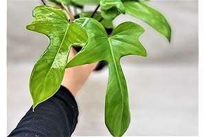 Live Philodendron Plants Indoor