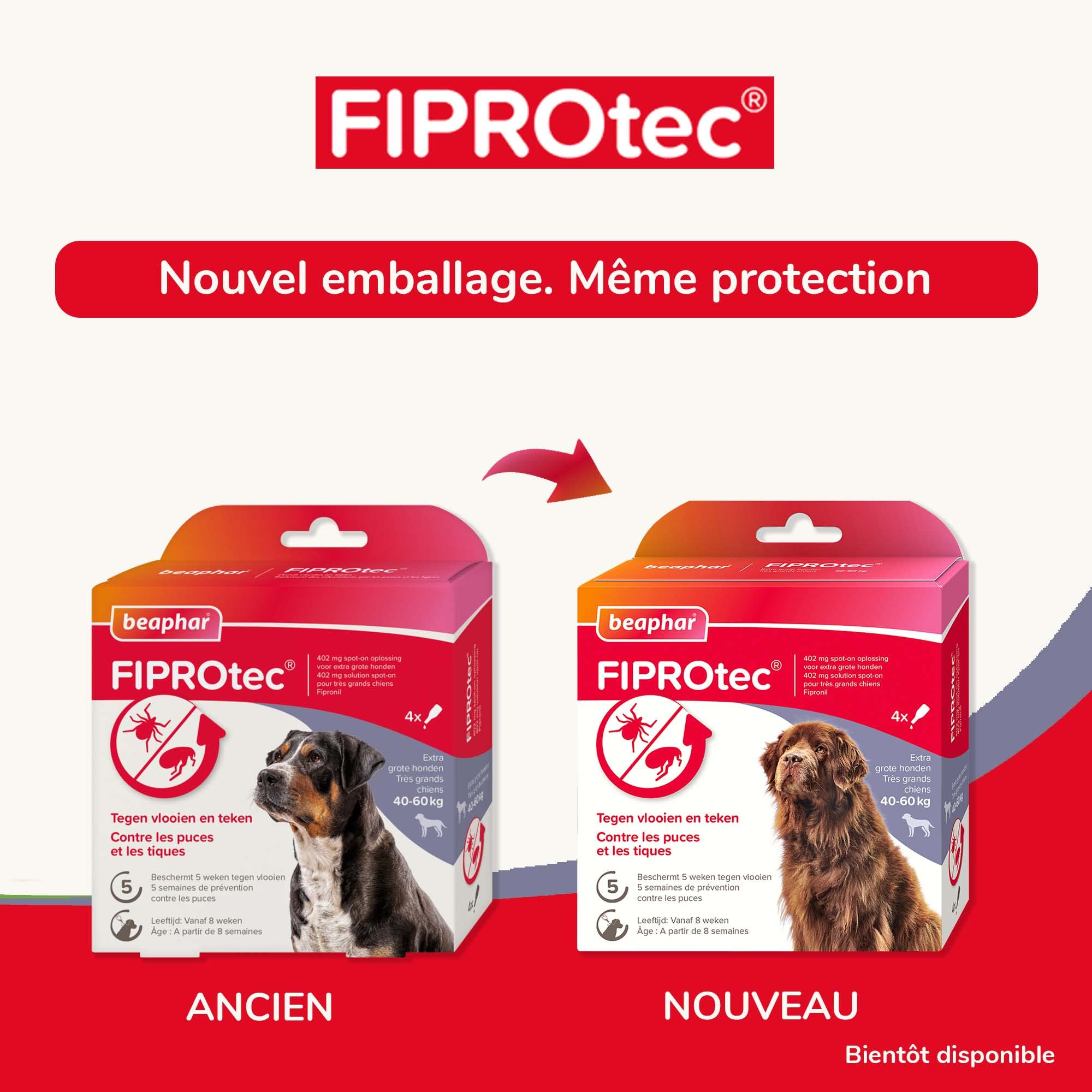 BEAPHAR – FIPROTEC Solution Spot-on pour très Grands Chiens (40-60 kg) 402 mg – À Base de Fipronil – Contre Les Puces – Protège Contre Les Infestations par Les Tiques – 4 Pipettes de 4,02 ML
