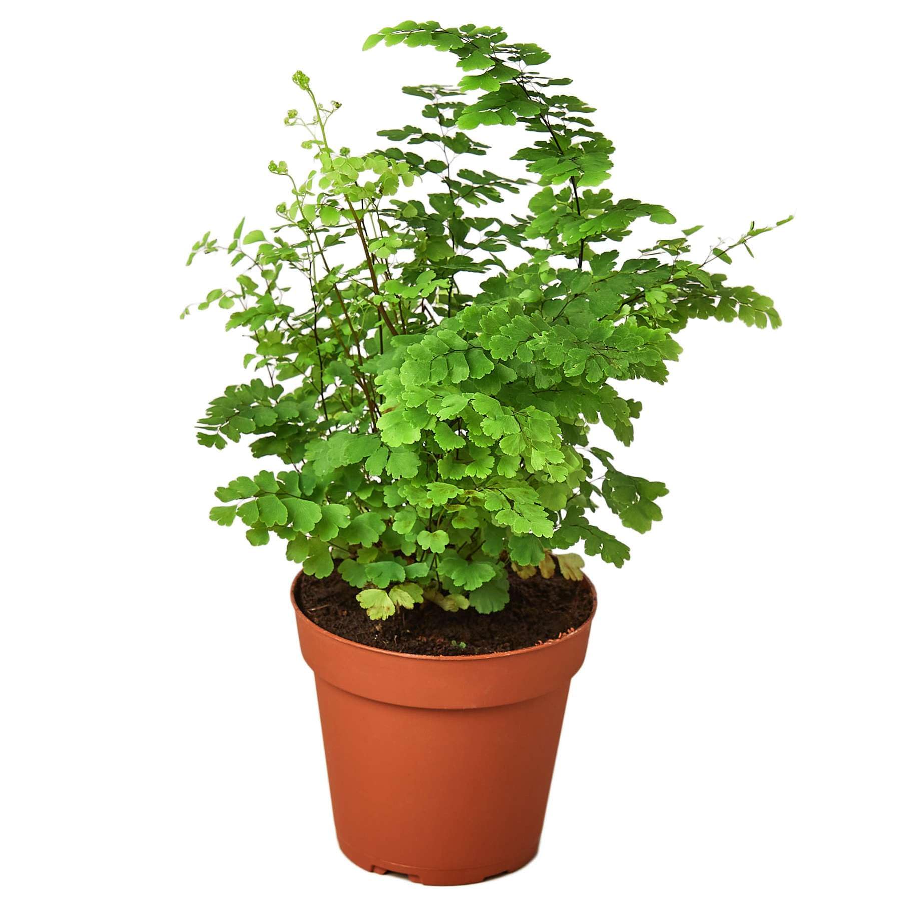 Thirsty Leaves Maidenhair Fern