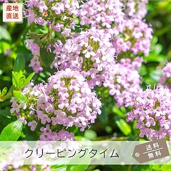 Amazon.co.jp: ヒメイワダレソウ（リピア）・クリーピングタイム