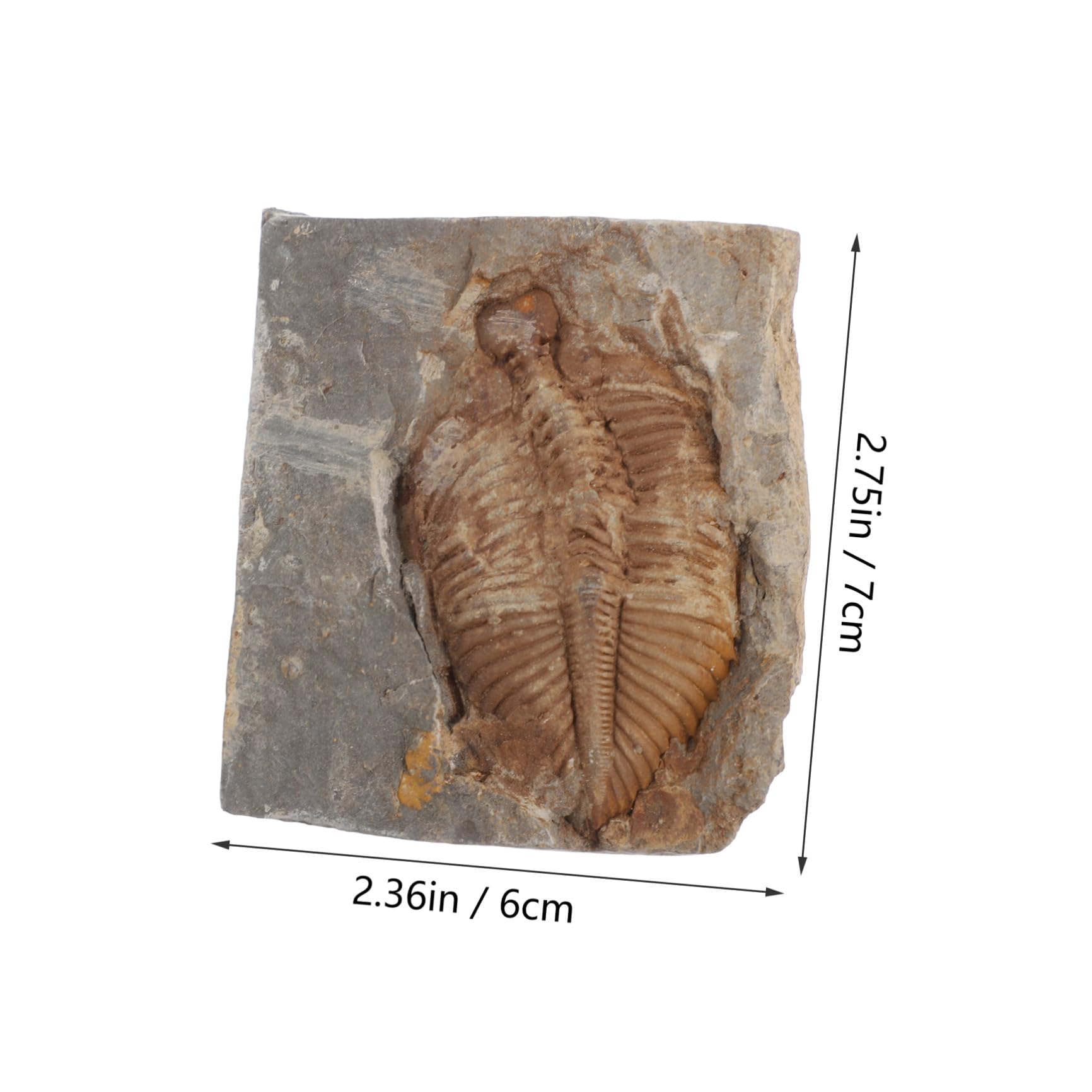 Paläontologie Trilobit Probe 1 Stück Real Sammlung