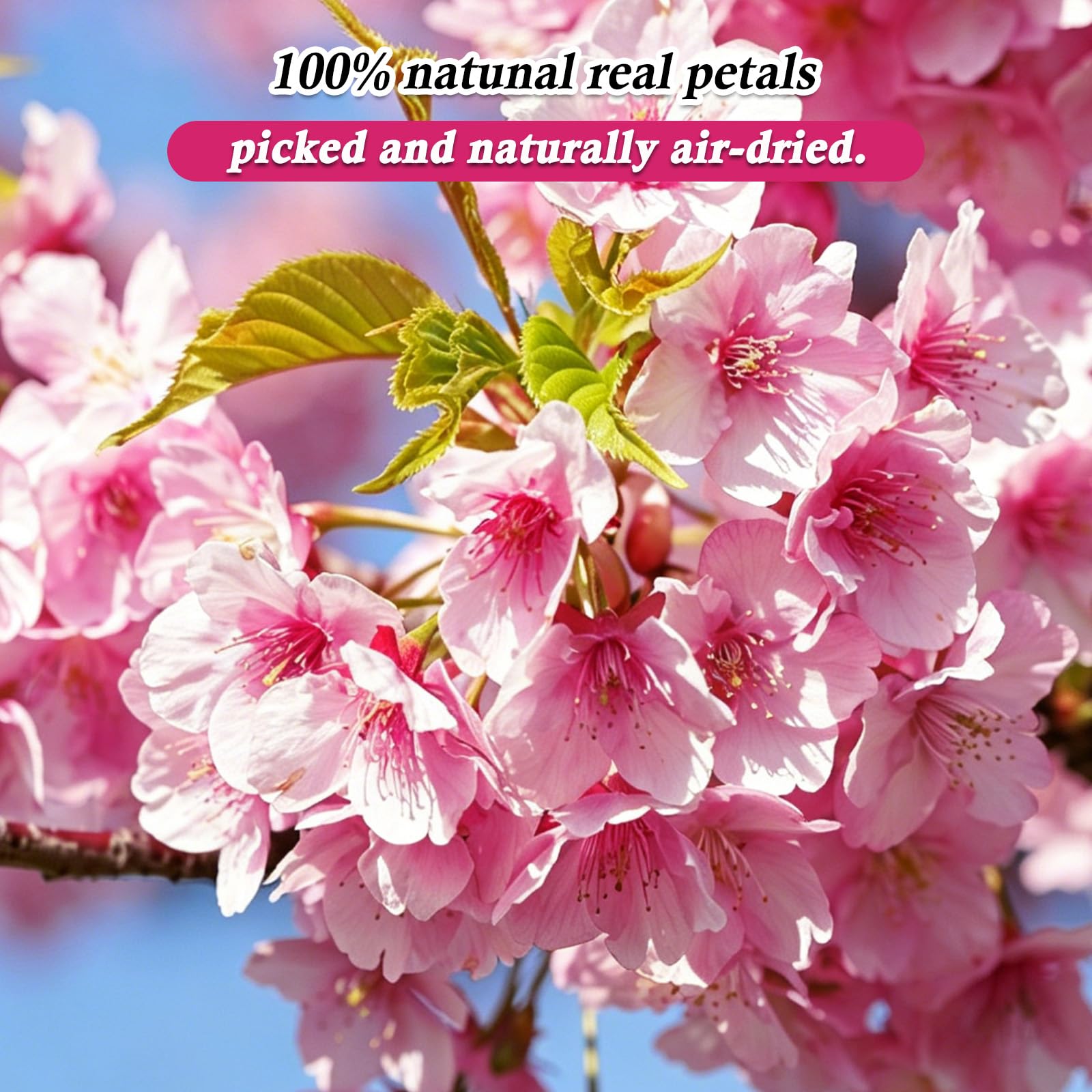 Fiori Commestibili Essiccati e Pressati 100% Naturali, Mix Rosa e Sakura, 50 Pezzi Decorazioni per Torte