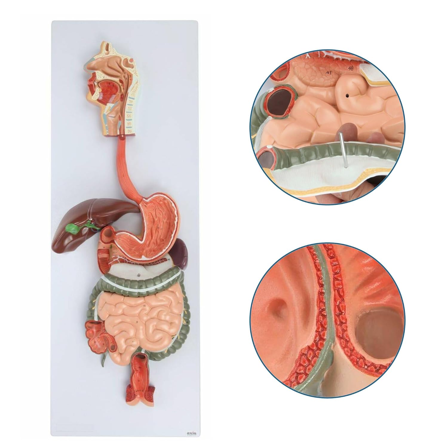 Axis Scientific Human Digestive System Model | Half Life-Size Digestive System Displays Opened Organs | Includes GI-Tract and Colon | Includes Product Manual
