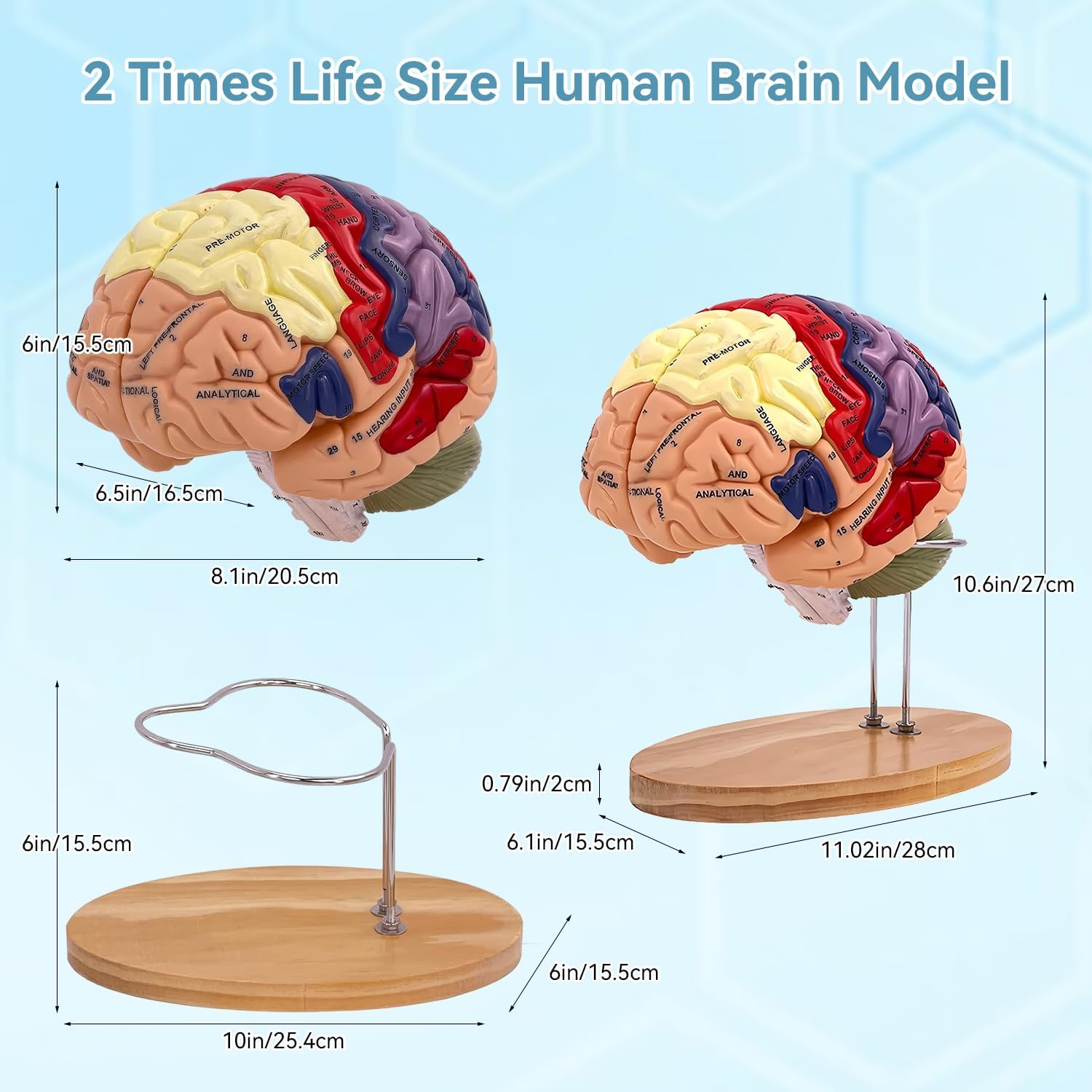 DSFGFRR Human Brain Model 2X Life‑Size, Brain Anatomy Model for Neuroscience, 4‑Part Detachable 3D Brain Model with Laser‑Engraved Labels and Stand for Psychology Neuroscience Learning