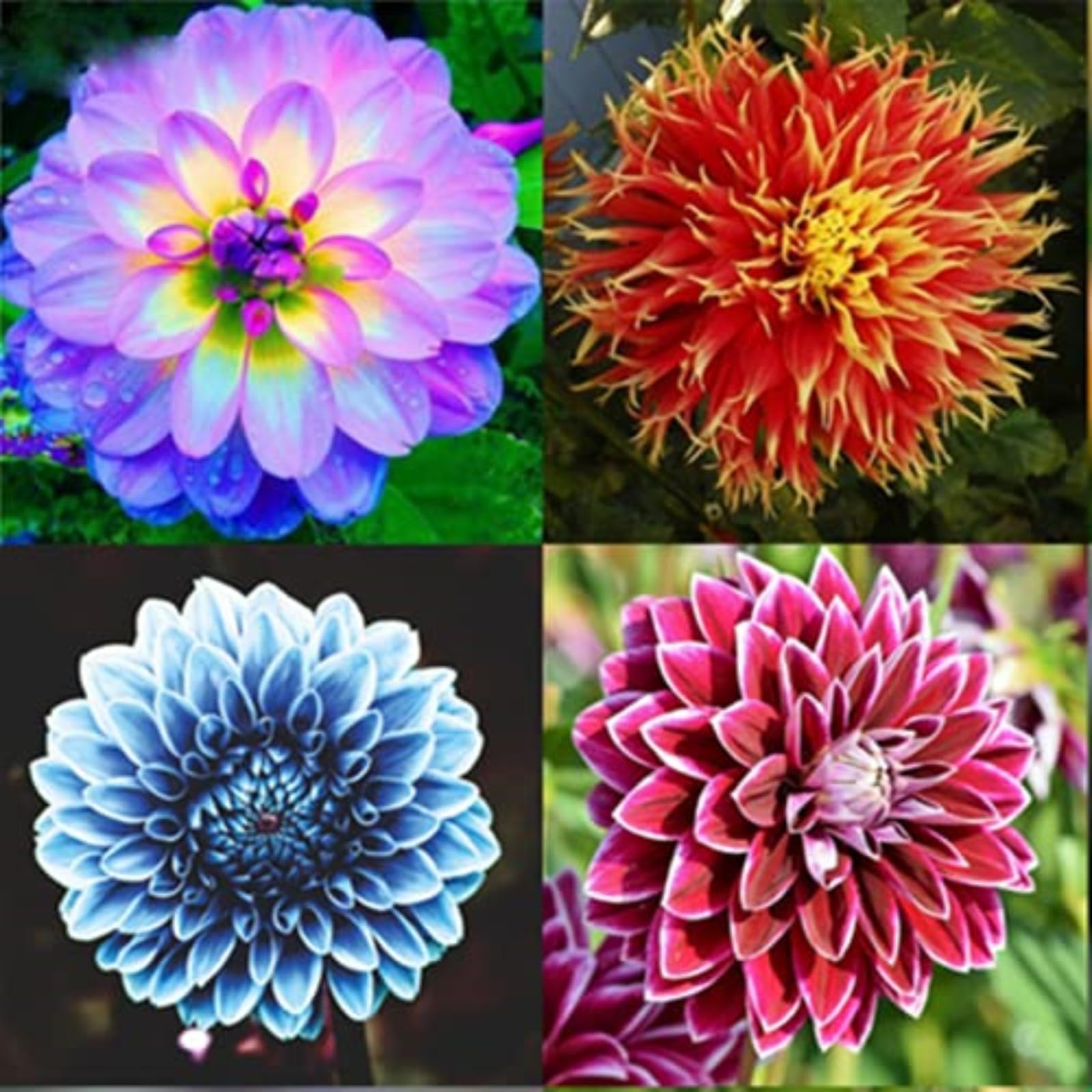Dahlia Bulbs Mix for Planting Now UK,Hardy Perennial,Strong Plants That Grow Well,Dahlia Tubers Bulk,Flowering Rhizome,Gift Ready,Iridescent,Wedding Flowers,Cut Flowers.-10bulbs-F