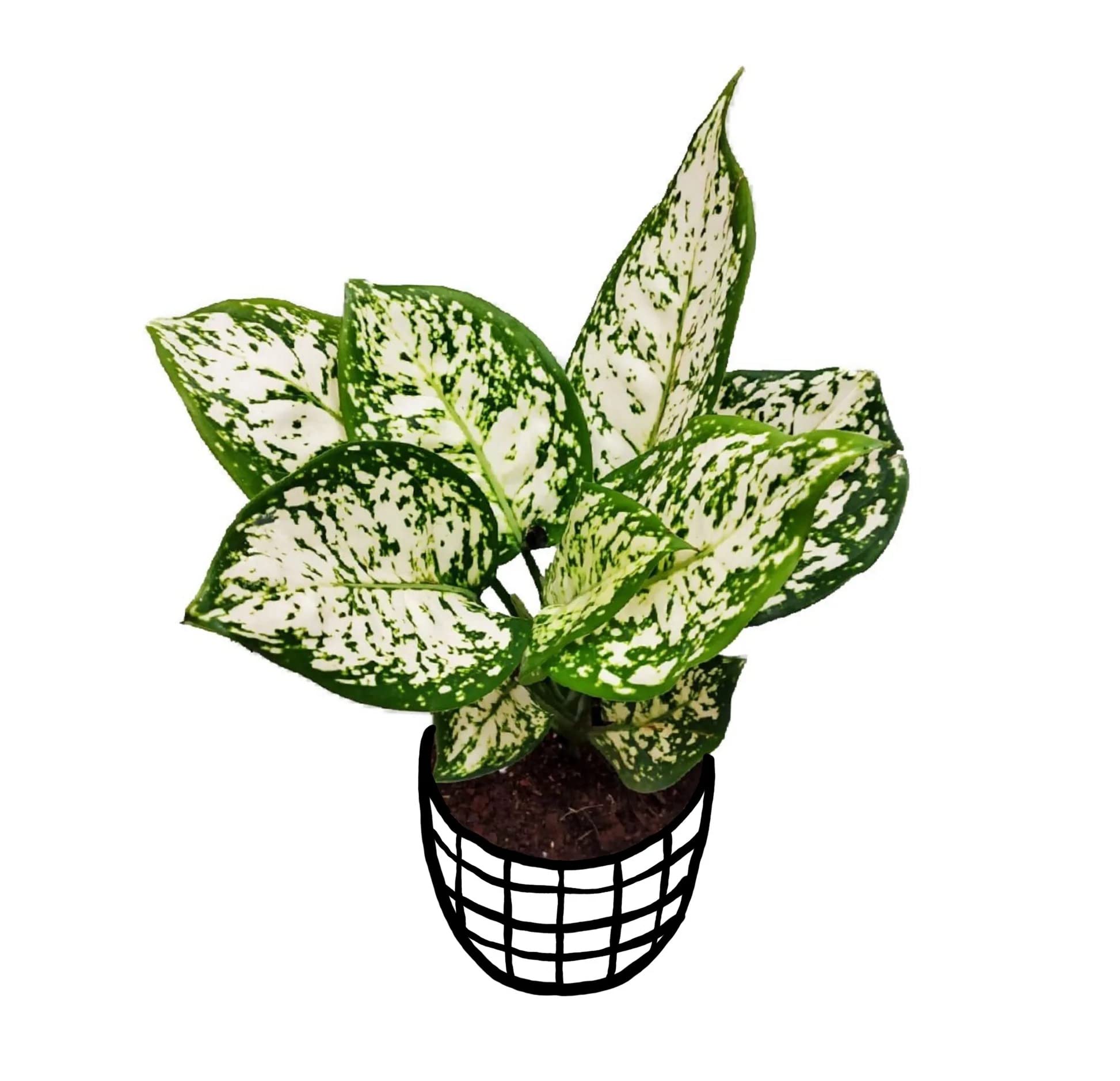 Cloud Farm Snow White/Aglaonema/Chinese Evergreen Indoor Plant With Air Purifying Abilities CF-74 (B0BBH1H7T2) Amazon Price History, Amazon Price Tracker