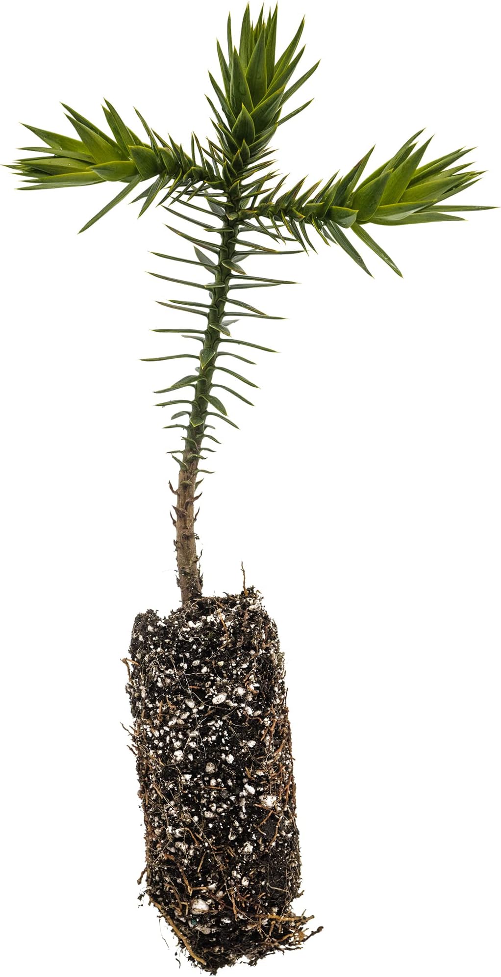 Chilean Monkey Puzzle | Medium Tree Seedling | The Jonsteen Company