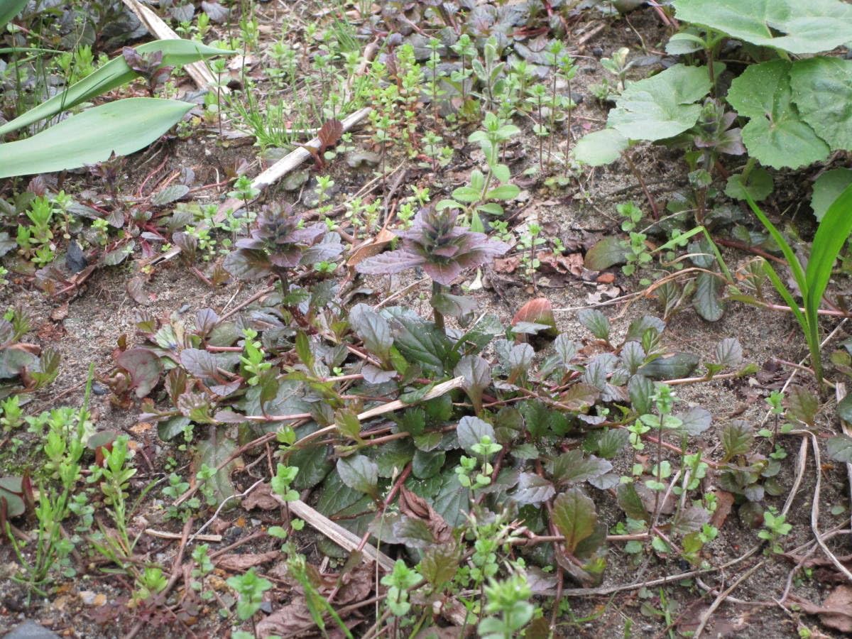 Amazon.co.jp: アシュガの抜き苗10株②ジュウニヒトエ 多年草 花