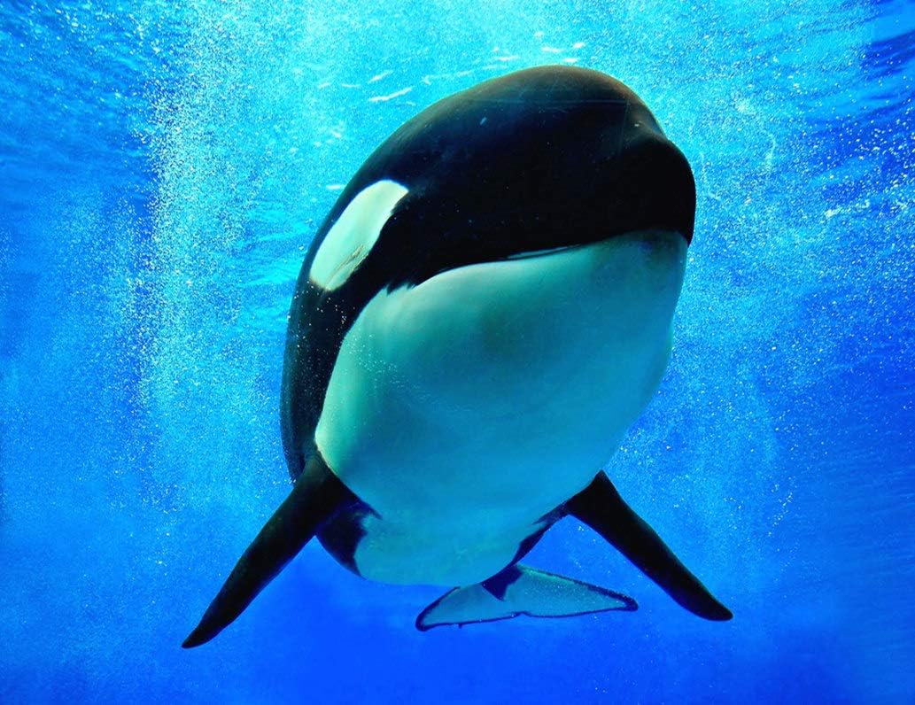 DIY 5D Diamond Painting Kit Blue Orca Killer Whale Swimming Underwater Bubbles World Sea Orlando 16" X 20" Adult Full Drill Rhinestone Cross Stitch Art Crafts for Home Decoration