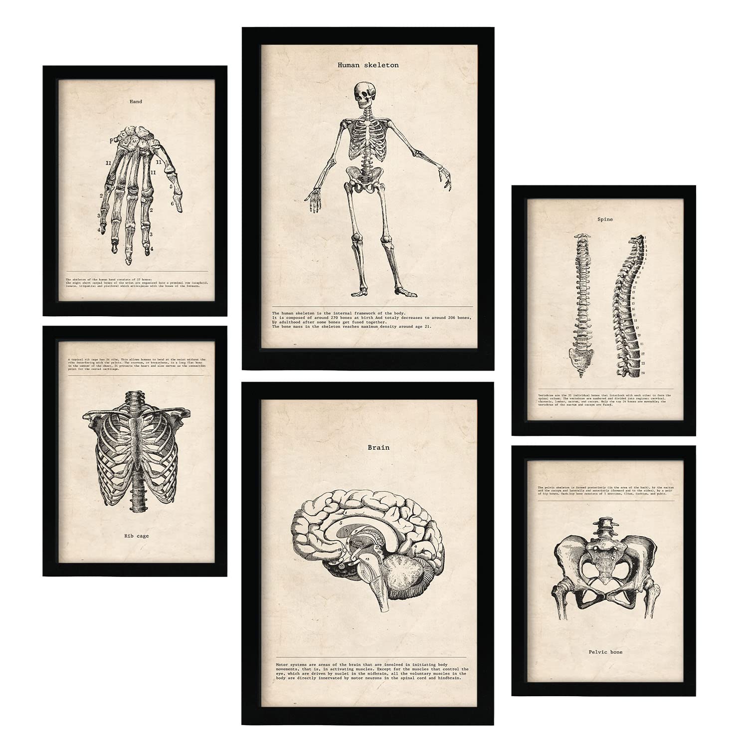 Nacnic Skeleton Posters. Medical Vintage Style Illustrations of Anatomy, Body Parts, Bones and Muscles. Aesthetic Illustrations for Interior Design and Decoration. A4 & A3.