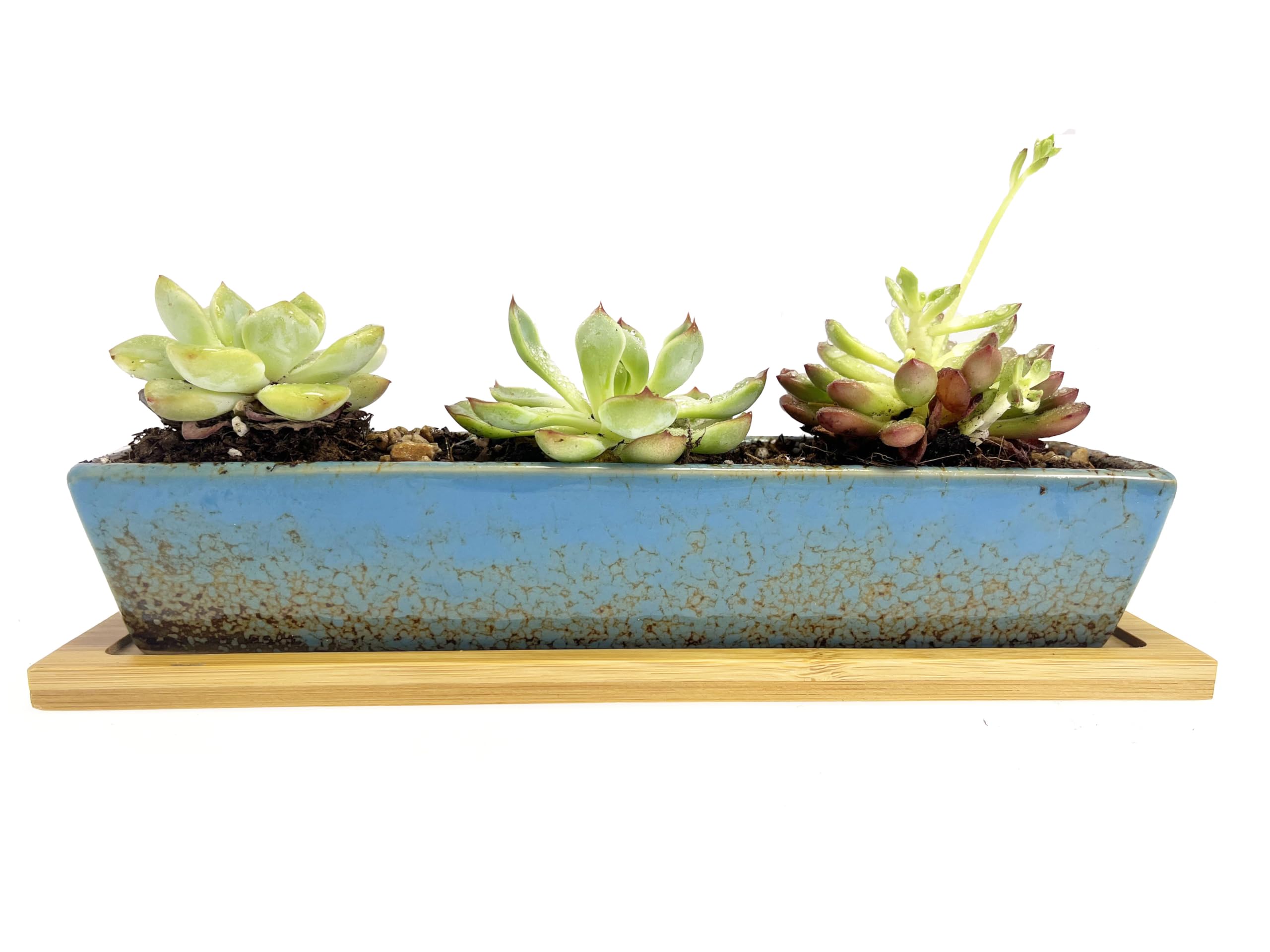 Amazon.co.jp: Maerskye ロング長方形多肉植物プランターポット、10.9