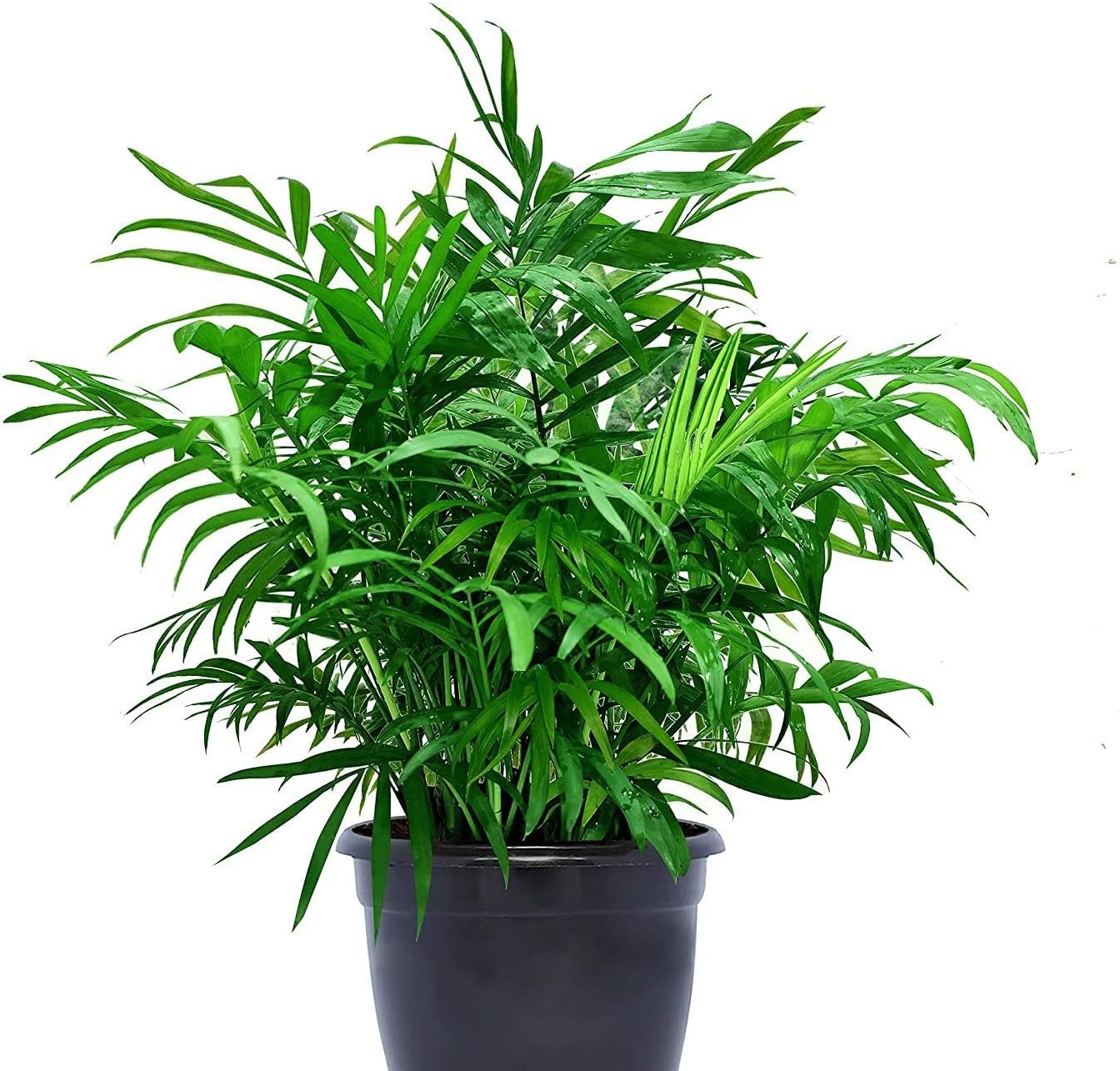 Vedanta Sales Air Purifying NASA Recommended Chamaedorea Palm Plant in Black Pot for Home (Live Indoor Dwarf Areca Palm Plant with Pot for Living Room, Bedroom, Office, Table top etc)
