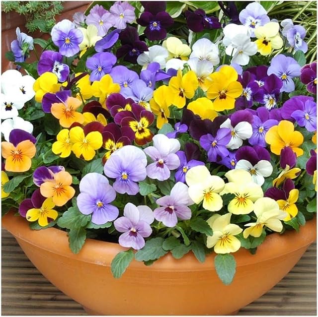 PREMIER SEEDS DIRECT Viola CORNUTA - Large Flower Mix - 350 Seeds