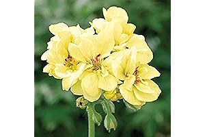 Martha Washington Geranium Flower Seed