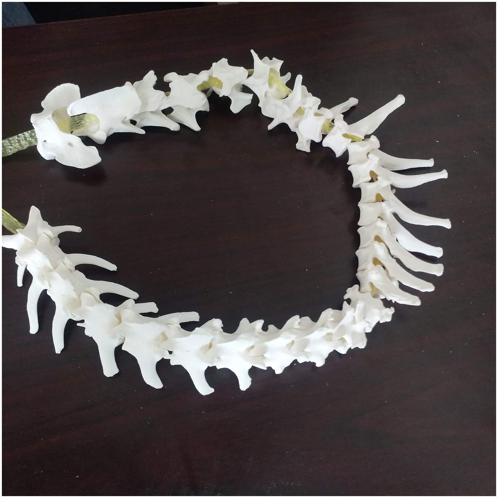 Lehre Ressourcen Hundewirbelsäule Modell - Hund Skeleton Knochen Modell Dog Wirbelsäule Modell - Tier Canine Anatomische pädagogische Eckzettel-Rücken-Modell - für Veterinärstudie Lehre,A