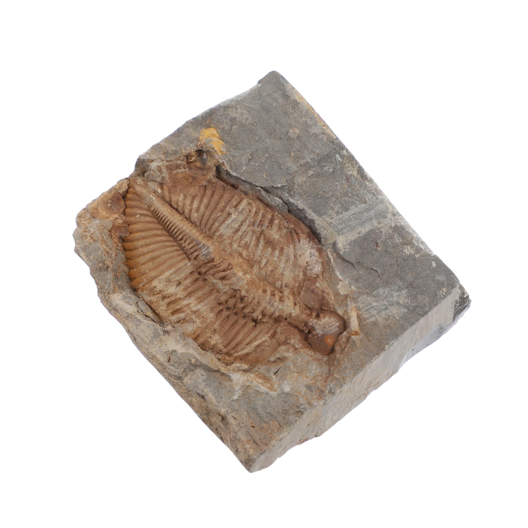 OSOLADY for Boys and Girls Trilobite Specimens Real Trilobite Stone for Classroom Desktop Adornment