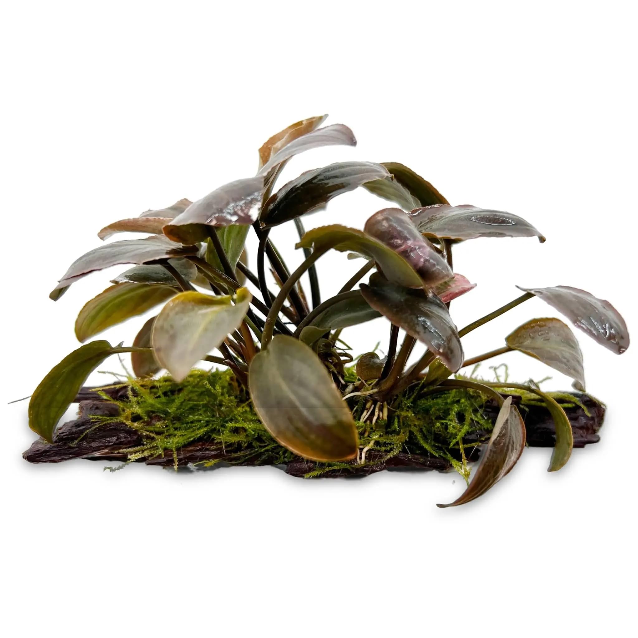 Lagenandra meeboldi Red on Driftwood for Aquariums