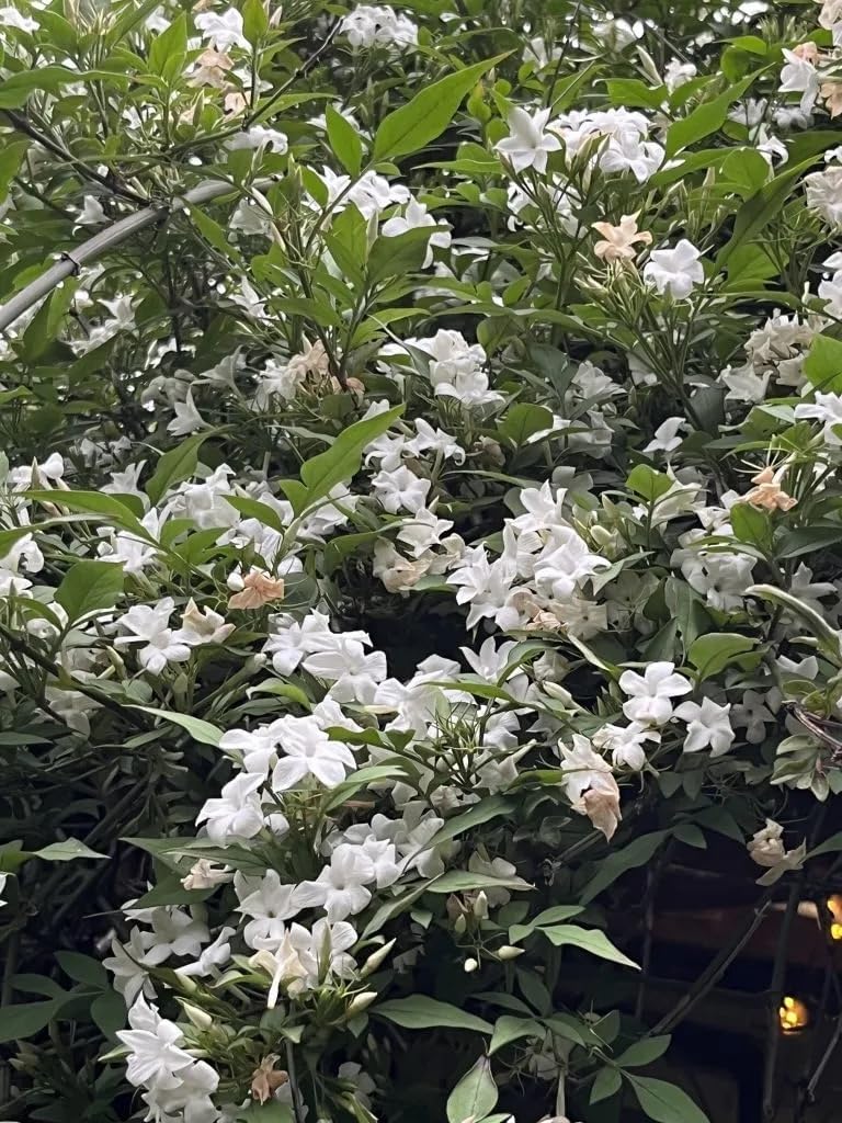 Raven Moon Emporium Jasmine Flowers