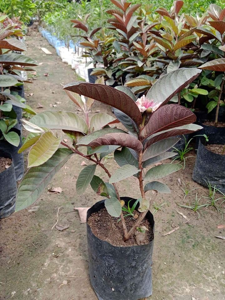 Image of Rare Guava Fruit Plant (Punjab Red Apple, Hybrid) Exotic 1 Fruit Plant,CF SG39