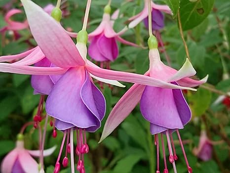 Amazon フクシア 苗 ボーダークイーン 花