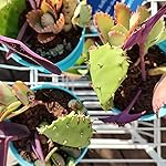 Review Image by Polly Kelly Polly Kelly