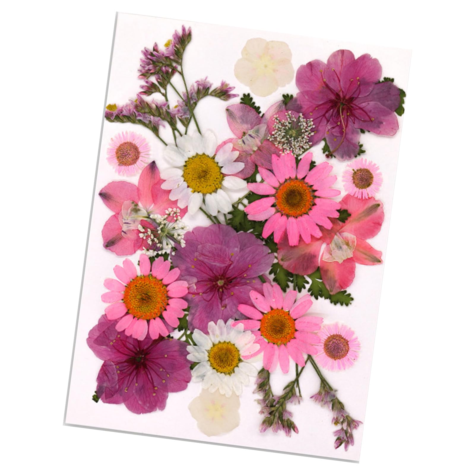 carotoe Dried Pressed Flower for Resin Molds Natural Dry Flower Leaves for Art Craft Supplies Scrapbooking Jewelry Making Dried