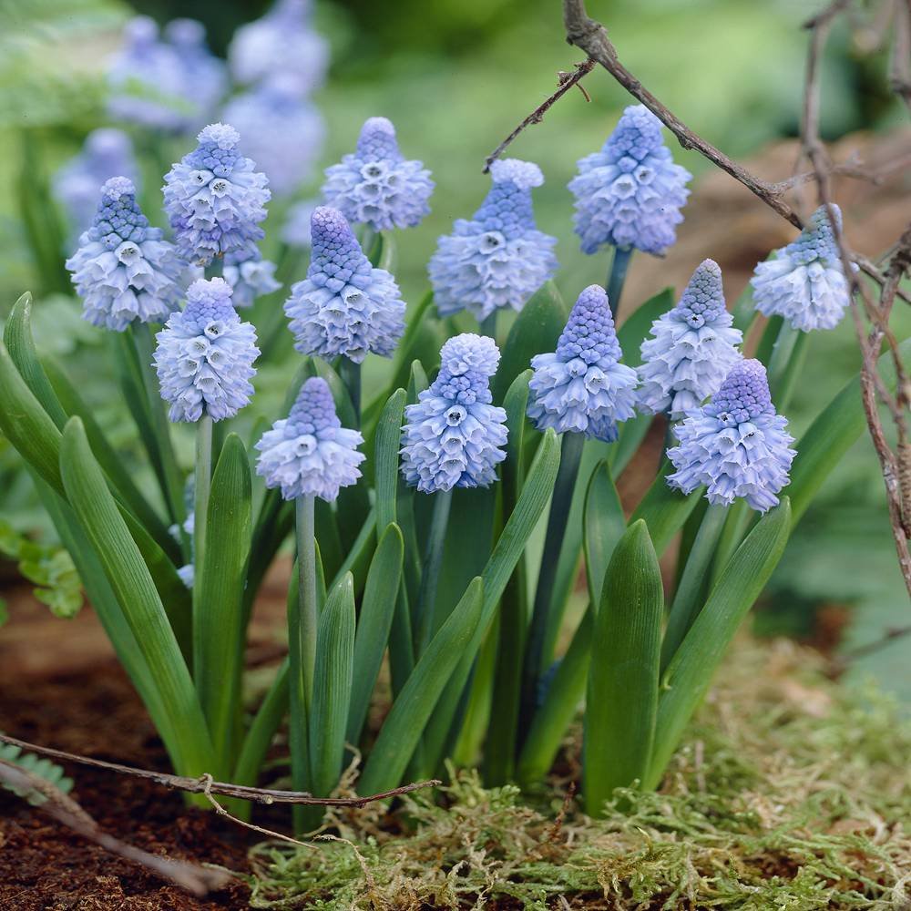 Azureuma Muscari Azureum