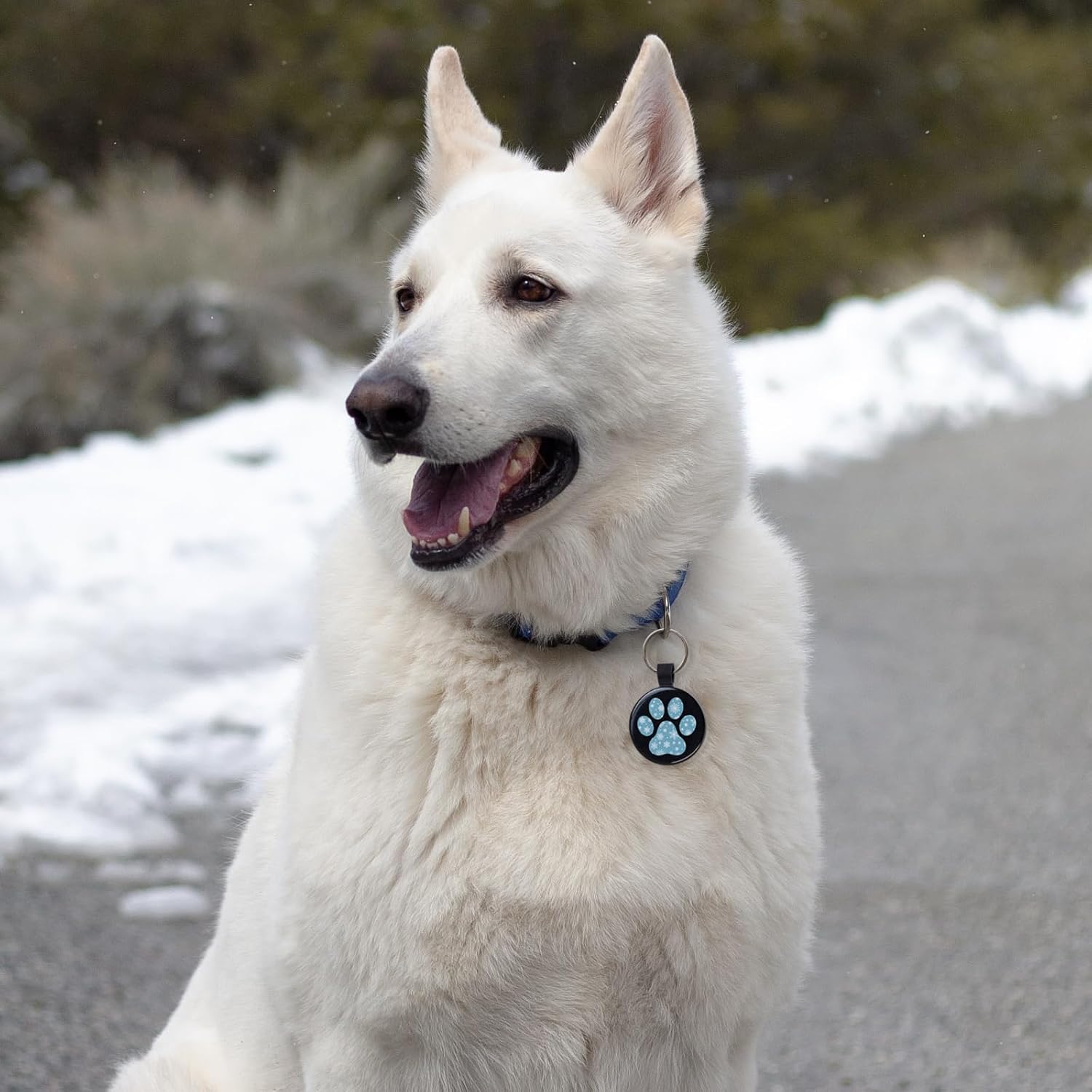 MYLUCKYTAG QR Code Pet ID | Personalized Dog & Cat Collar Tag | Online Profile with Instant Scanned Location Alert Email image 5