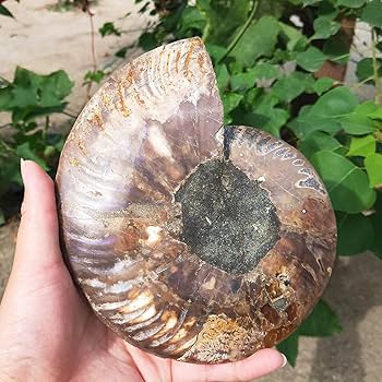 Iridescent Ammonite Ammolite Facet Specimen Spotted Snail Fossil