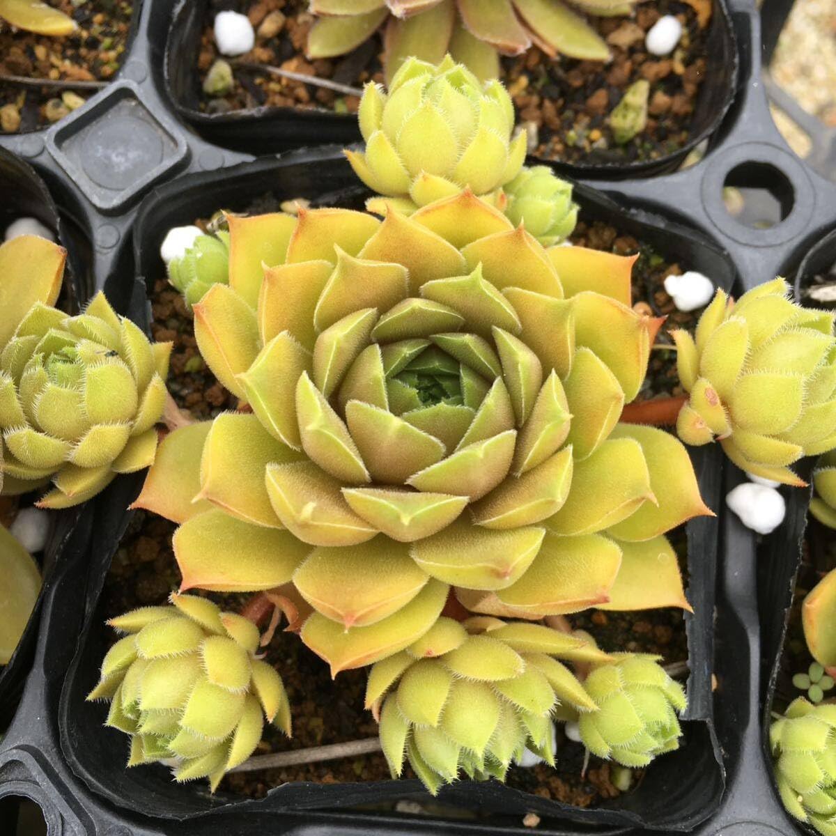 Amazon｜ジェロナ1つセンペルビウム多肉植物｜観葉植物 オンライン通販