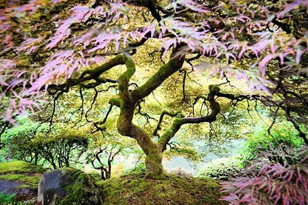 DIY 5D Diamond Painting by Number Kit,Big tree forest Crystal Rhinestone Diamond Embroidery Paintings Cross Stitch for Home Wall Decor12x16 inches/30x40cm