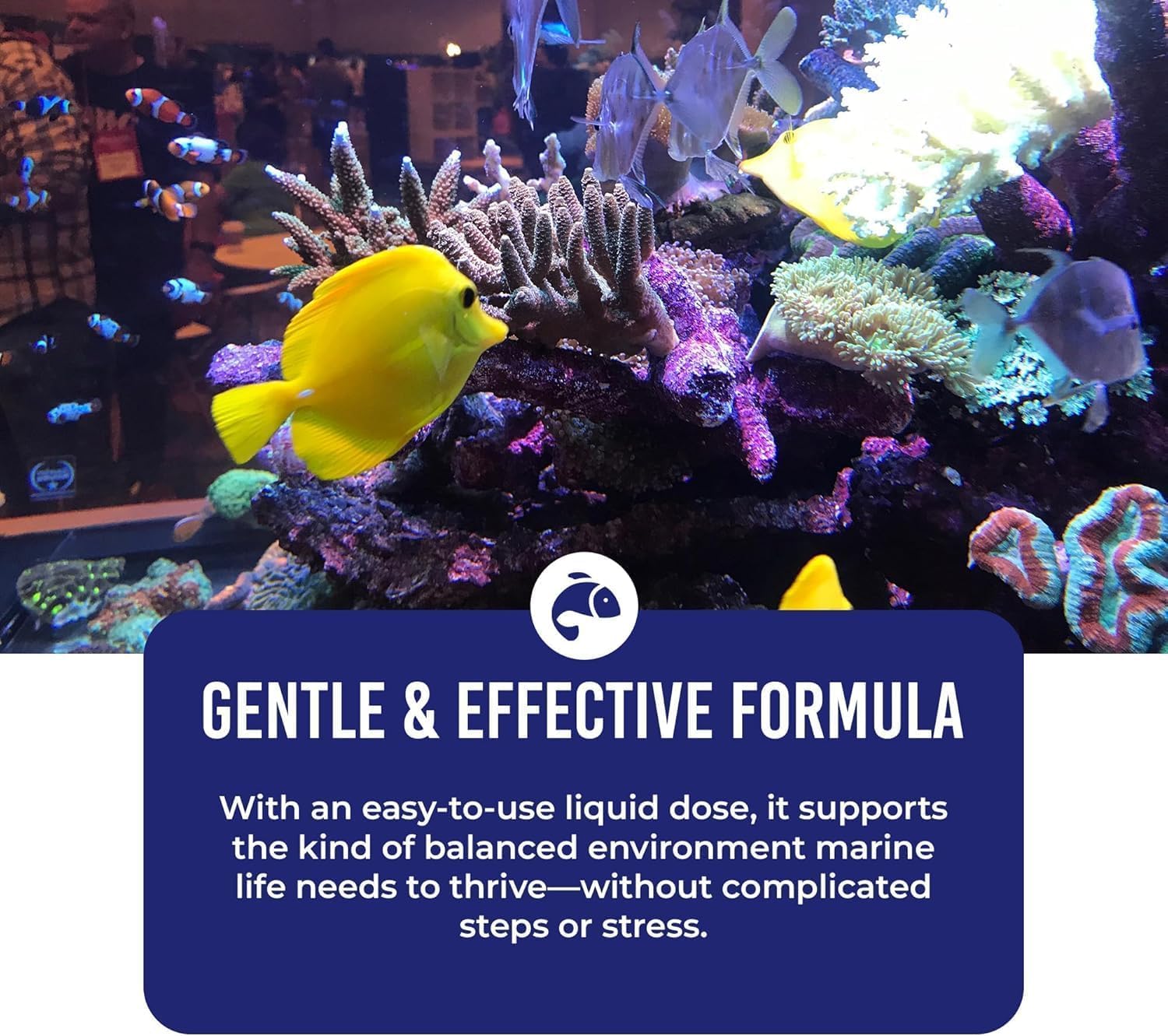 Dr Tim's Aquatics Jedyne w swoim rodzaju bakterie nitryfikujące w słonej wodzie – do nowych zbiorników rybnych, akwariów, filtrowania wody, leczenia chorób - H20 Pure Fish Tank Cleaner - usuwa toksyny