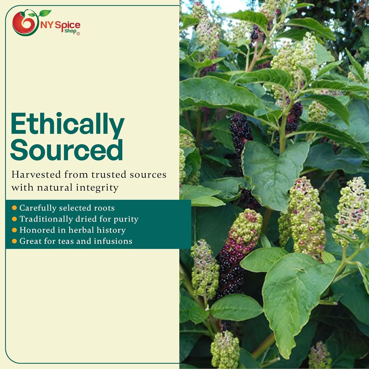 NY Spice Shop Poke Root Cut & Sifted - Dried Bulk Herb Roots Phytolacca Americana Pokeweed Plant for Herbal Tea & Tinctures - 4 Ounce - Image 4