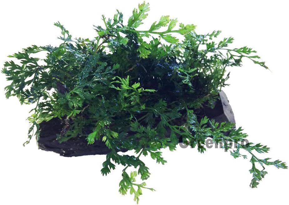 Bolbitis Difformis Baby Leaf Fern Live Aquatic Aquarium Plants on Driftwood for Freshwater Fish Tank by Greenpro