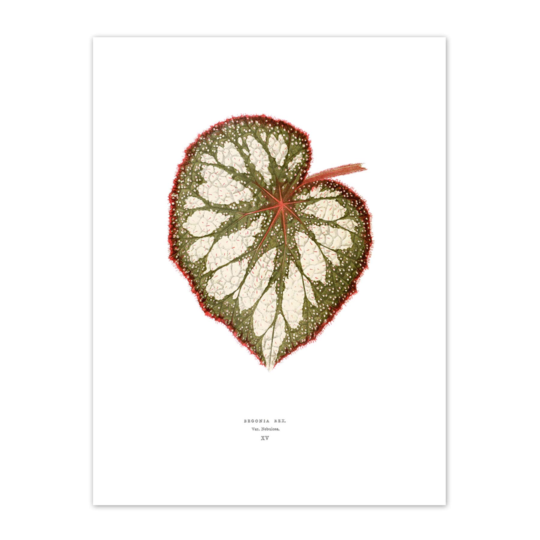Wee Blue Coo Leaf Begonia Rex Nebulosa Art Print Canvas Premium Wall Decor Poster