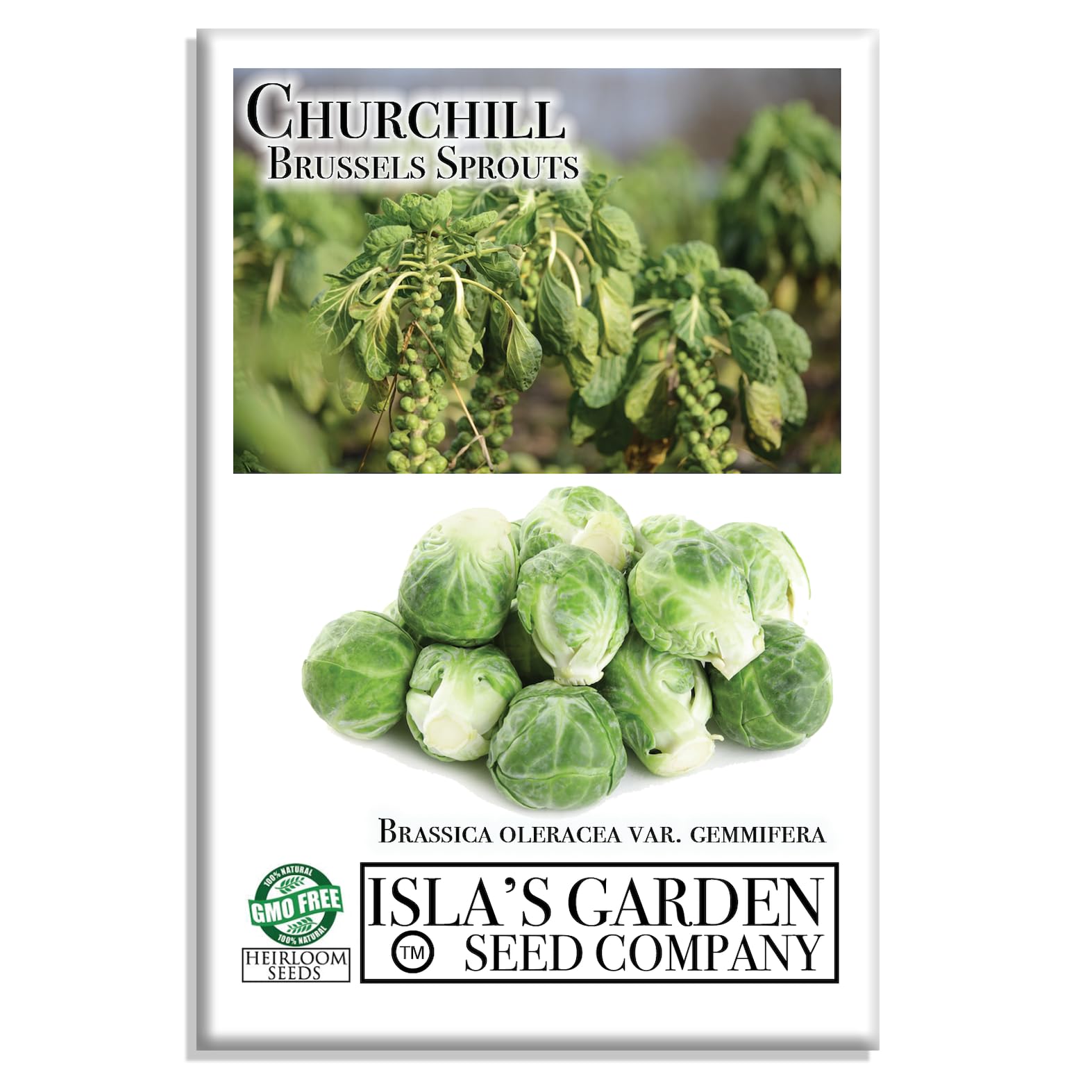 Churchill Brussels Sprout Seeds for Planting, 300+ Heirloom Seeds Per Packet, (Isla's Garden Seeds), Non GMO Seeds, Botanical Name: Brassica oleracea VAR. gemmifera, Great Home Garden Gift