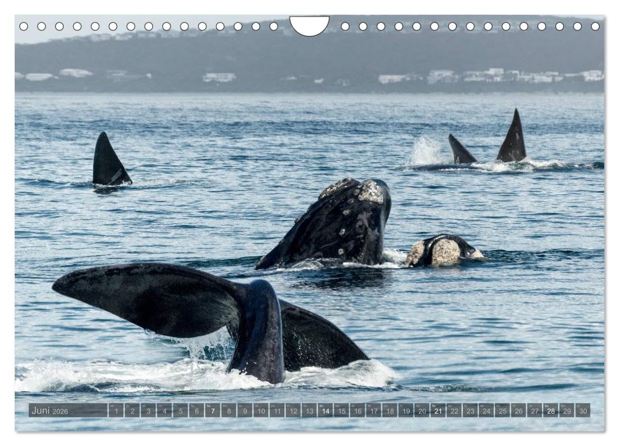 Südafrika - Die Tierwelt (Wandkalender 2026 DIN A4 quer), CALVENDO Monatskalender: 12 wunderschöne Tieraufnahmen aus Südafrika von dem Fotografen und Grafik-Designer Olaf Bruhn (CALVENDO Natur)