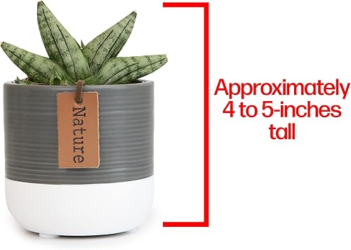 Vista 38 de Plants for Pets - Set de plantas suculentas vivas en macetas (paquete de 3), plantas suculentas de cactus vivas, plantas de interior, regalos